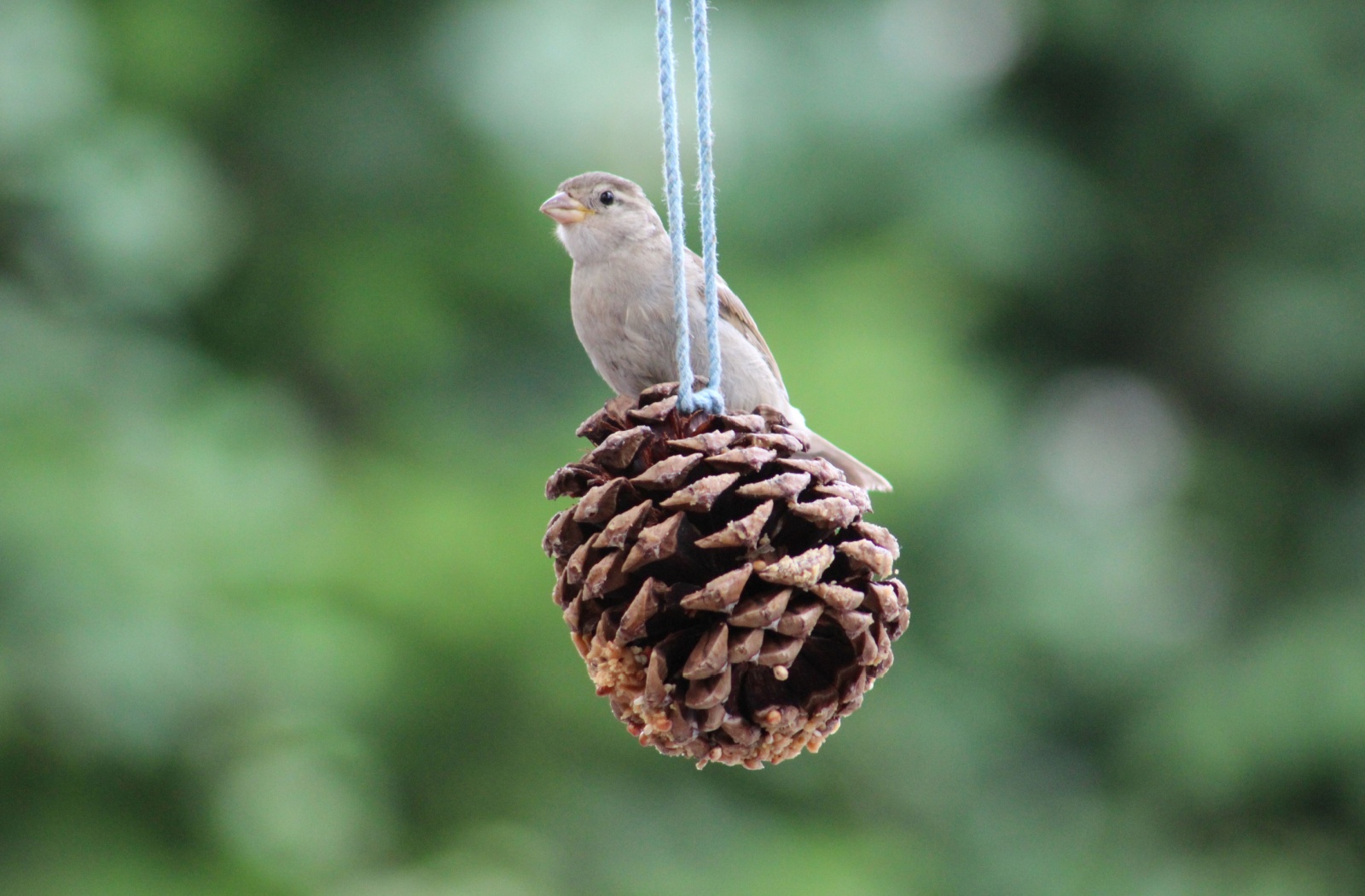Close-up of a DIY pinecone bird feeder hanging outside with a small bird perched on it.